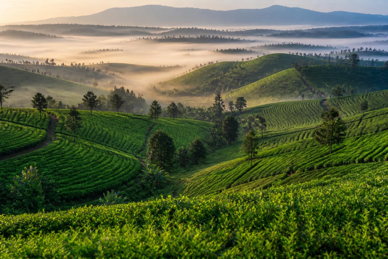 Boito tea plantations at sunrise